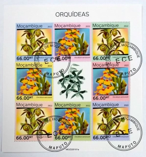 Aršík Mozambik - orchideje